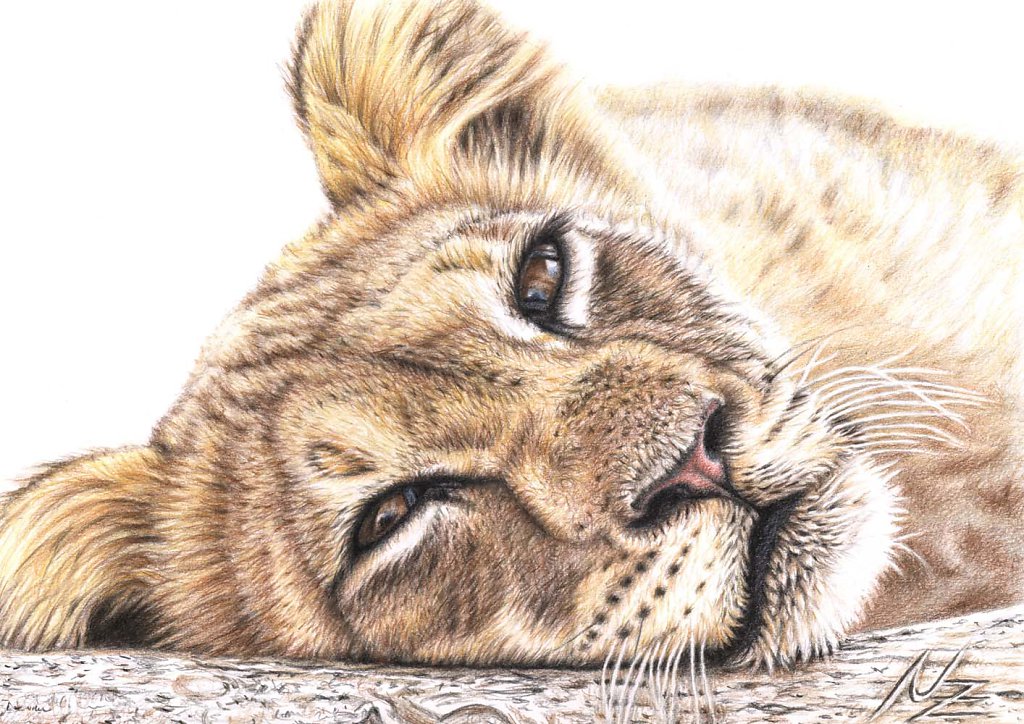 Müder junger Löwe - Tired Lion