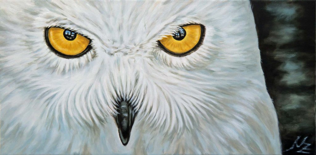 Schnee Eule - Snow Owl
