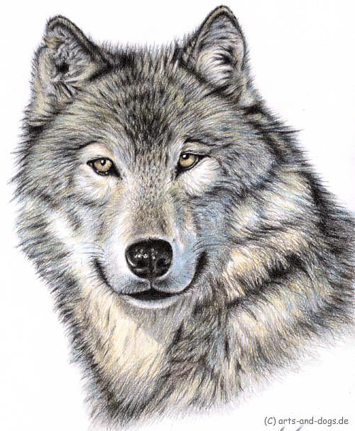 Der Wolf - The Wolf