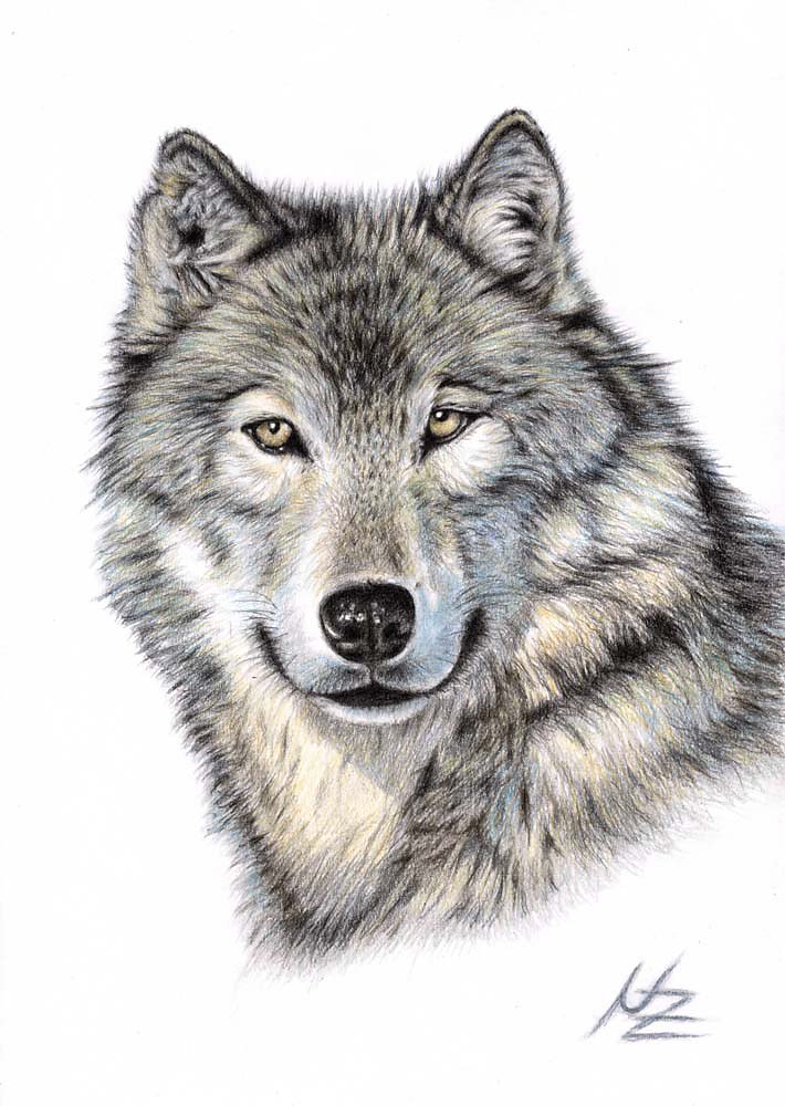 Der Wolf - The Wolf